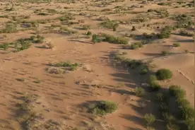 你手机里种下的那片“森林”，如今活成了这样｜公益面孔图片