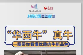 科普图解｜“华西牛”真牛 一图带你看懂肉牛新品种图片