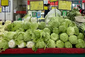 冬储大白菜“兜底”供应 上百种“特菜”已在北京长期种植图片