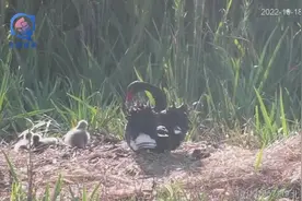 萌萌哒，朝阳公园迎来5只天鹅宝宝图片