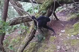 有趣！西黑冠长臂猿抛起食物用嘴精准接住图片