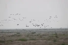 东洞庭湖畔，候鸟齐聚共绘生态画卷图片