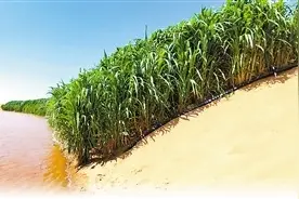 林占熺：被称为“中国草”的菌草，到底是什么草？图片