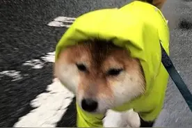 任性还是犯懒？一天可能下三场雨的新加坡，有37%的人表示从来不带伞图片