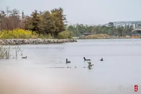 越冬候鸟飞抵临港 单日数量已达4万只图片