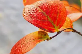 片片红叶染秋景图片