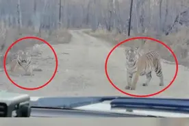 民警巡逻路遇两只东北虎：吃得很胖，已提醒村民注意防范图片