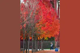 德国柏林：秋意渐浓图片