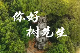 你好，长沙树先生丨古塔顶上生树，塔树相依屹立百年图片