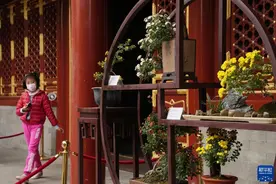 北京：秋日赏菊图片