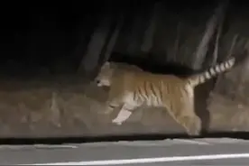 东北一男子称驾车遇到老虎，森林公安：将核实并发出预警图片