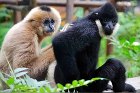 福利！南宁动物园门票低至10元/人 仅此两天！图片