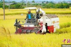 广西柳州遭遇持续干旱天气 村民合力蓄水保粮图片