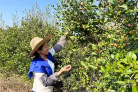 乡村振兴看广东 | 山间结出致富果 广东油茶迎来丰收期图片