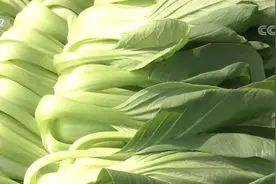 供应总量充足 10月份全国蔬菜价格季节性下降图片