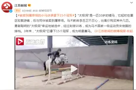 “差点被卖到屠宰场”，小马被救后逆袭拿下15个冠军图片