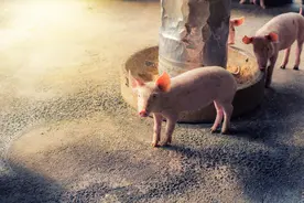 猪饲料价格逼近普通大米！300斤猪要吃800斤饲料，养殖户心态有点崩图片