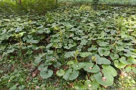 叶、花、果皆可观，茎叶还可食的宝藏植物图片