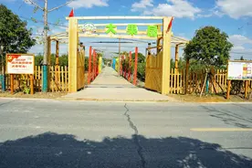 浑身都是宝！这种“稀罕野果”在练塘顺利开花结果图片