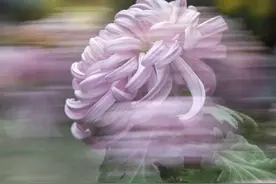 二次曝光技巧拍出虚实结合动感强烈别具风韵的菊花图图片