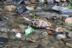 云南屏边：国家一级保护野生动物凹甲陆龟回家了图片