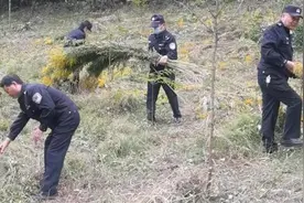 十堰郧西县发现大批“加拿大一枝黄花”，多部门联合铲除