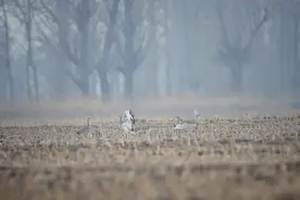 大鸨通州栖息地被种小麦，志愿者建议将其纳入野生动物重要栖息地图片