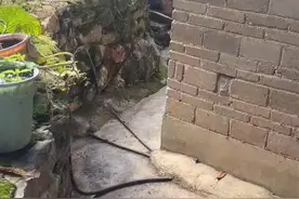 弟弟拜堂单身哥哥躲后院回避，当事人：是传统风俗，避免尴尬图片