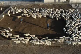 新华全媒+｜新疆昭苏：牲畜品种改良 助推畜牧业高质量发展图片