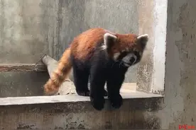 每只叫卖35万元！猎捕收售野生小熊猫团伙落网：警方查扣63只小熊猫活体图片