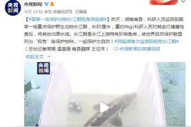 国家一级保护动物长江鲟现身洞庭湖图片