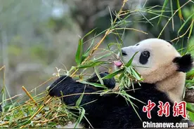 广州动物园两年繁育野生动物千余只 建立鸟类“精子银行”图片