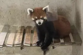 四川摧毁一个猎捕收售野生小熊猫犯罪团伙 查扣小熊猫活体60多只