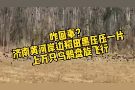 果然视频|咋回事？济南黄河岸边万只乌鸦盘旋，情报员直击现场