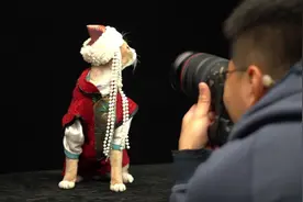 小南探新｜“超模”猫是这样拍出来的，宠物摄影师的乐与苦图片