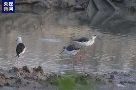 “鸟中大熊猫”频现广西北海，栖息地生态环境持续向好图片