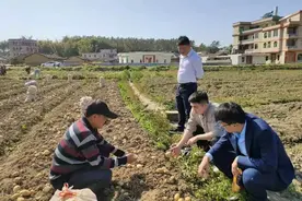 桂林银行玉林分行：金融赋能乡村振兴新画卷图片