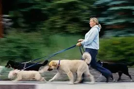 大学生花式养宠物，自制“纸盒狗”图片