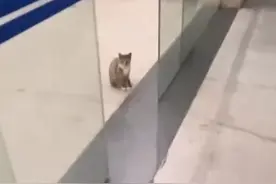 流浪猫深夜蹲办公楼下等男子下班 当事人：罐头没白喂啊图片