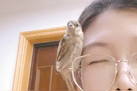 意外不？我的“宝贝儿”是麻雀图片