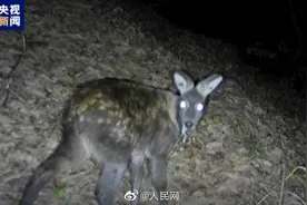 原麝现身黑龙江东宁图片