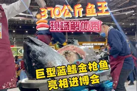 重370公斤！巨型蓝鳍金枪鱼亮相进博会