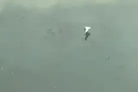 四川宜宾三江口再现“鸟翔鱼跃”奇观图片