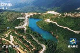 大海上也能种树？央视带你踏上福建面积最大的“海上森林”图片