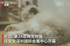 视频｜“亚宠展”举行，深圳“国际会展之都”建设再按加速键图片