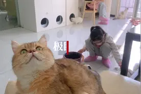 周末猫咖人气足图片