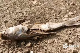 广西干旱发展 武鸣水库干涸鱼蚌变成干图片