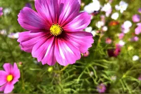 韩昶国：感念一棵桃树图片