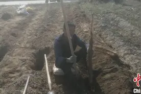 山西新绛：山药变身“金条条”土里挖出好“钱景”图片