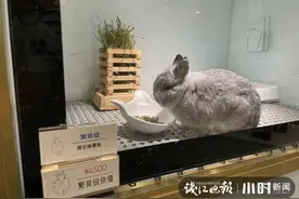 一只兔子4500元，你会买吗？杭州这家小店多种萌宠让人看花眼，最易弃养的竟是它图片